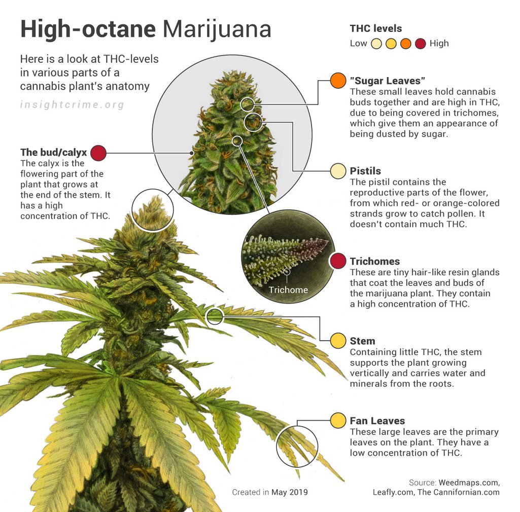 06-08-19_High-octane-Marijuana_InSight-Crime_info-2.jpg