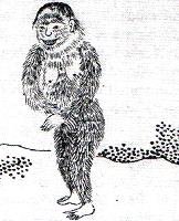 baboon