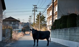 Cow in Namie
