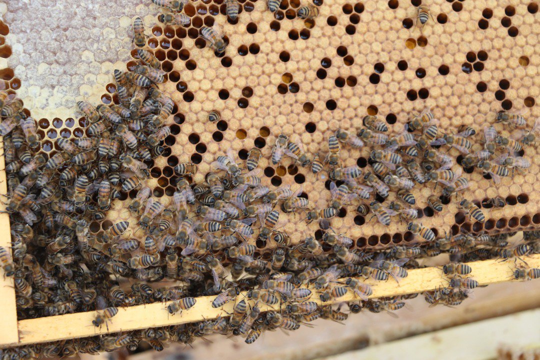 Climate change is killing Libya’s honey bees | openDemocracy