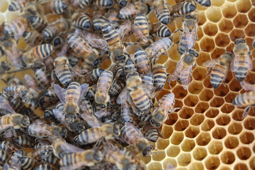 Climate change is killing Libya’s honey bees | openDemocracy