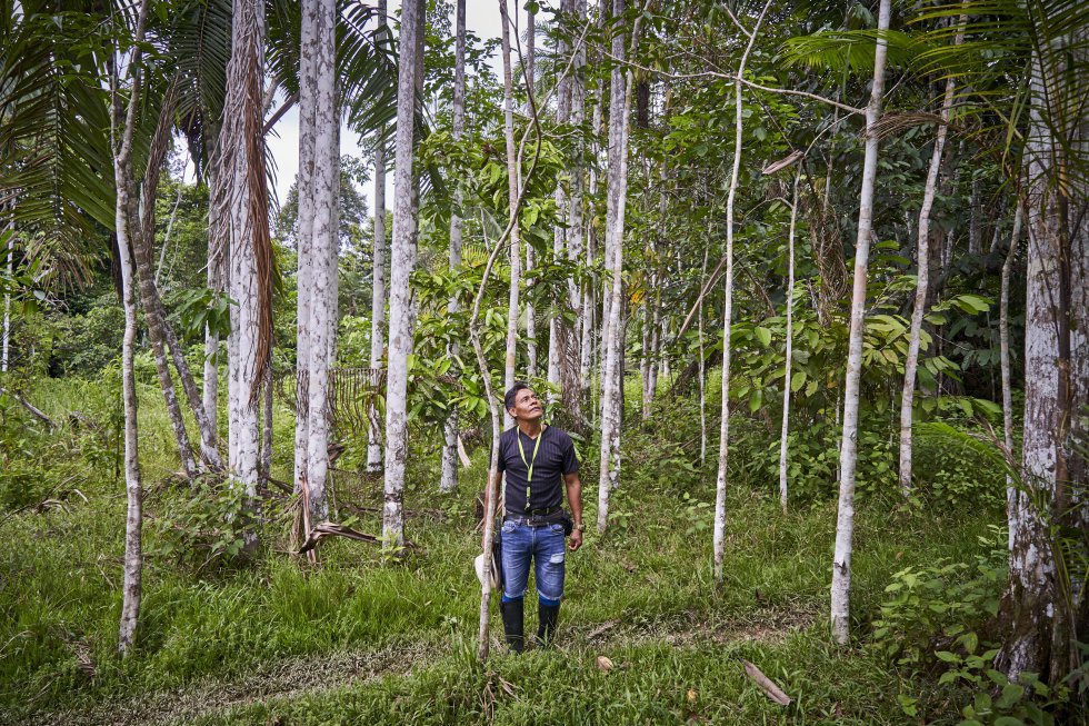 Gregório mostra as macacaúba plantadas pelo pai. A madeira de macacaúba é uma das mais procuradas da Amazônia colombiana