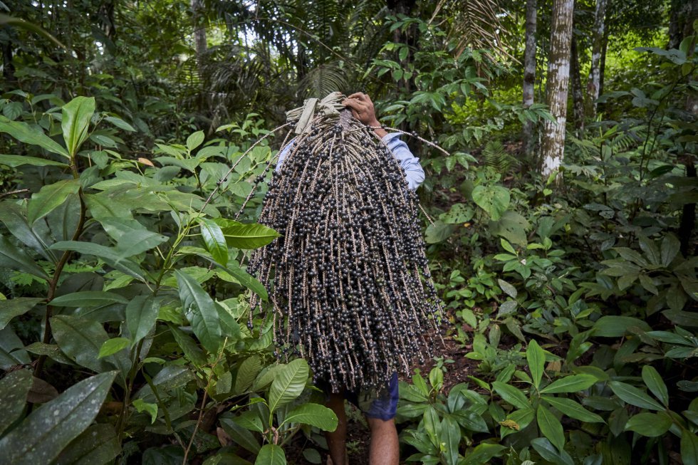 Bebeto, member of the G.I.A., carries an açaí branch through the jungle.