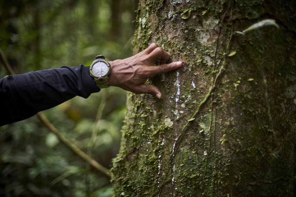 José Gregorio shows sap from a rubber tree in the jungle that the G.I.A. oversees. In the past, rubber was one of the most profitable businesses in the Amazon and one of the most harmful for the communities.
