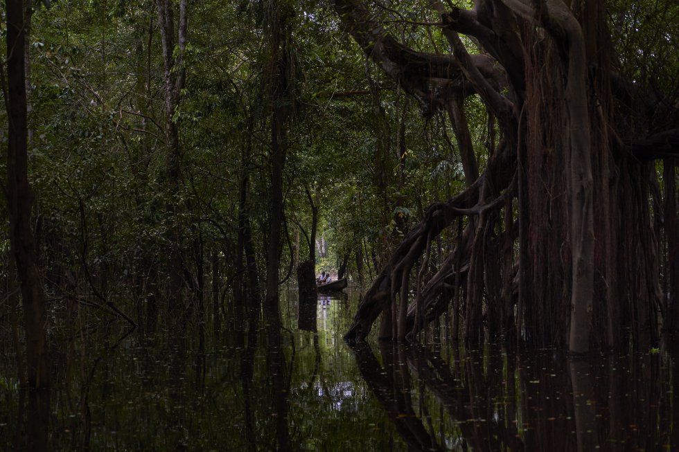 Imagem da floresta inundada, em que troncos de árvores refletem sobre água