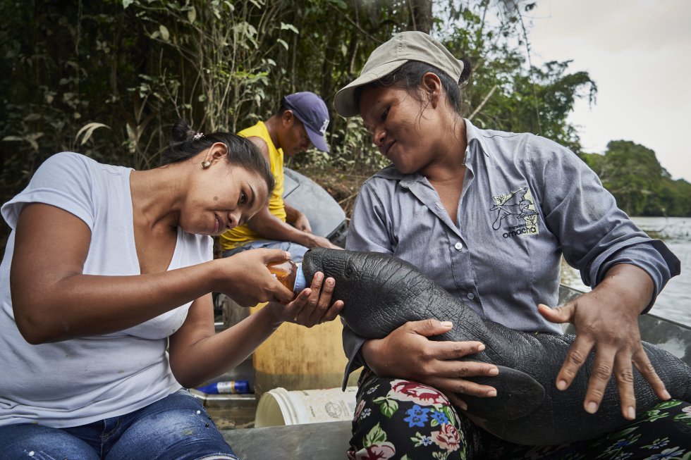 Lilia y Karina, from the Natütama Foundation, fed a manatee that they found on the edge of the Amazon River, while trying to locate its mother.