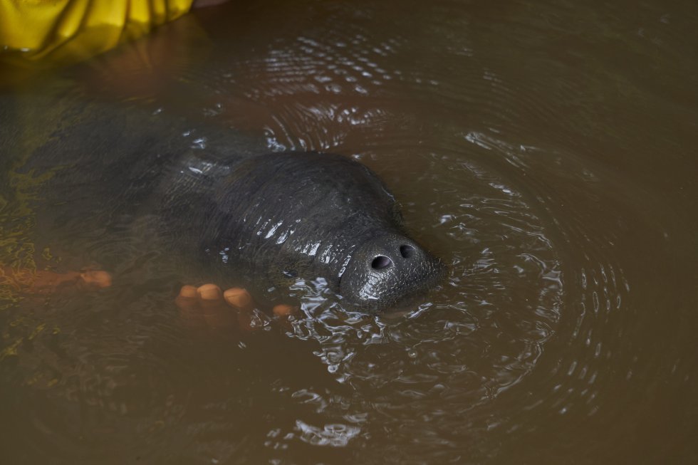 Imagem de um peixe-boi bebê no rio, com a cabecinha de fora