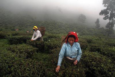 Darjeeling tea production at Makaibari Garden