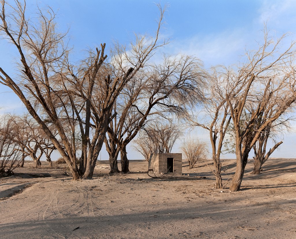 18_Dried carob trees