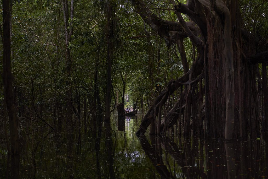 Bosque inundado na Amazônia brasileira
