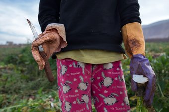 A 10-year-old labourer from Syria picking radishes holds a knife at a farm in Bekaa Valley, Lebanon. Syrian refugees, women and girls. 3 December 2018