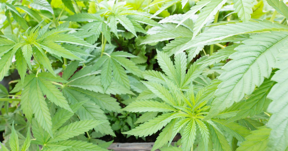 Semillas de cannabis: Un producto legal de tendencia
