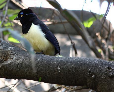 Plush-crested jay on the Tapajos River. Flickr/Rennett Stowe. Some rights reserved.