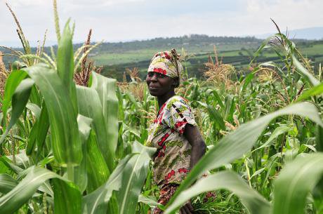 A woman standing in a maize farm in Rwanda.
