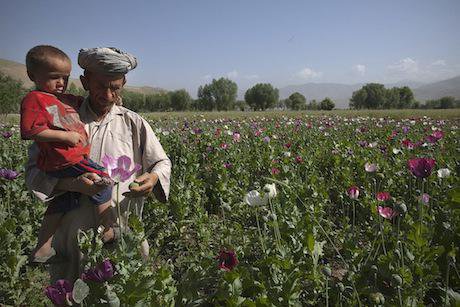 Poppy cultivation, Badakhshan. Getty Images / Paula Bronstein. All rights reserved.