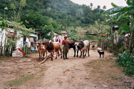 A shirtless Cuban man stands on a dirt road with livestock in rural Cuba.