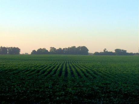 A soybean field in Argentina&#39;s fertile pampas region.