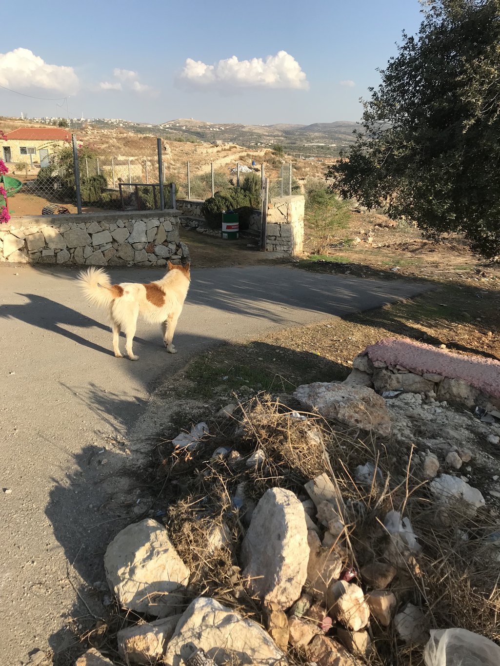 5_Om Sleiman path view with dog_IMG_7769.jpg