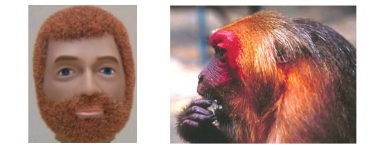 red beards, macaques