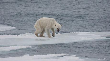 640px-Endangered_arctic_-_starving_polar_bear.jpg