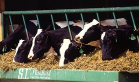 640px-Holstein_dairy_cows.jpg