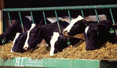 640px-Holstein_dairy_cows.jpg