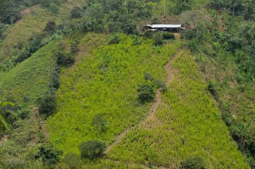 Cultivo de coca en Colombia.