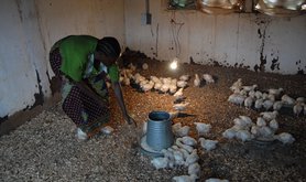 A woman raises chickens in Lilongwe, Malawi.