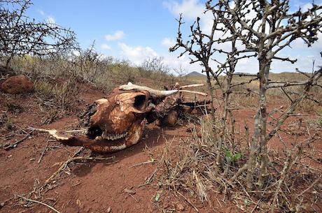 A livestock carcass in Northern Kenya after a prolonged drought. Niel Palmer:CIAT:Some rights reserved.jpg