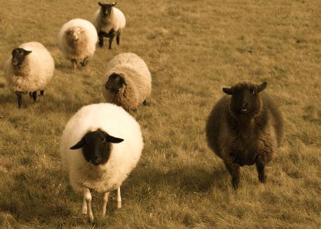 Adygeya_Sheep.jpg