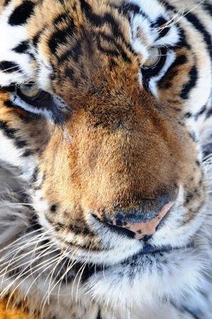 Amur Tiger (1)