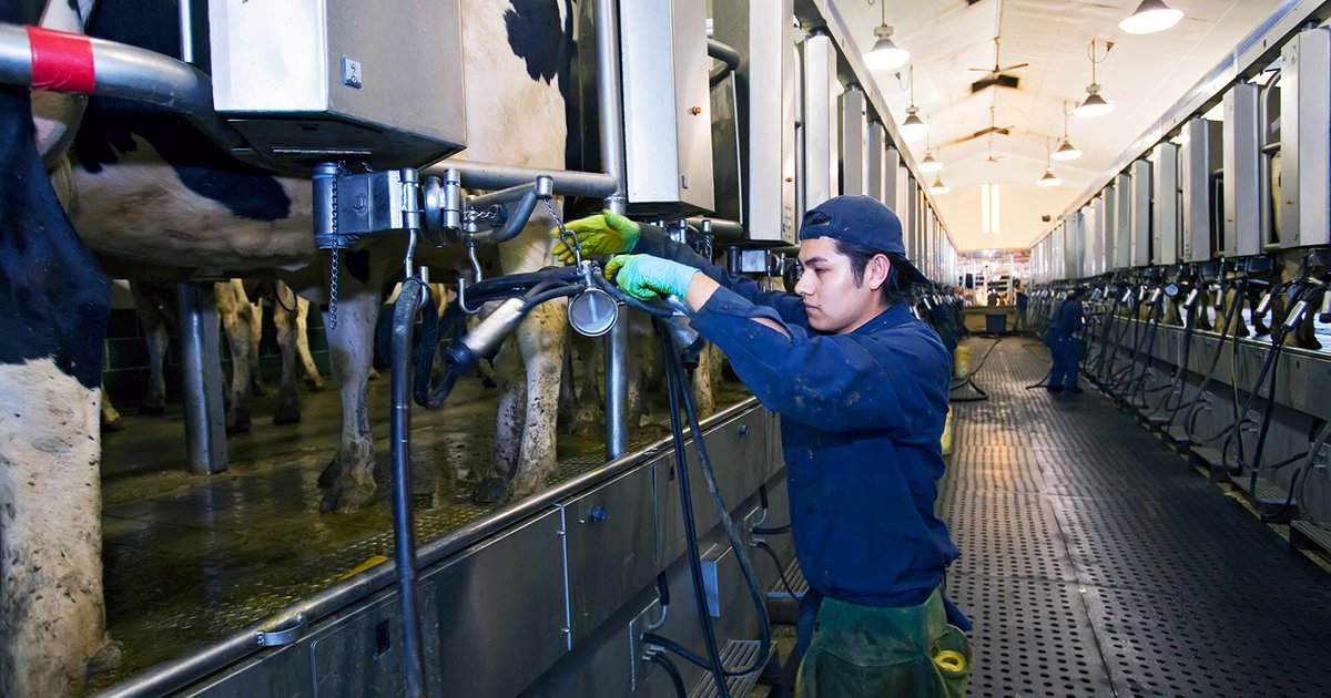 Fair Trade milk could be bad for US dairy workers’ health | openDemocracy