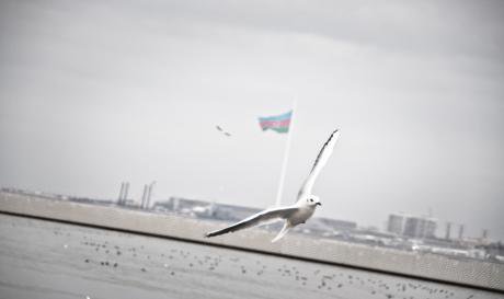 Baku_Freedom_Fieber.jpg