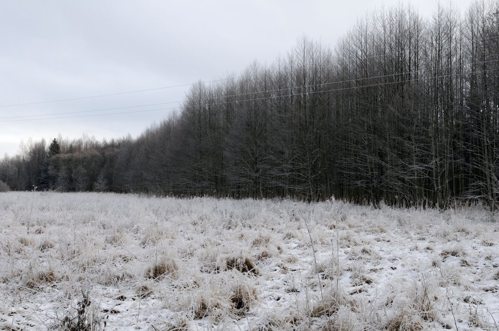 Yemeni refugees on the Belarusian-Polish border ‘graveyard’ | openDemocracy