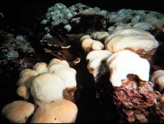 Bleached_corals.jpg