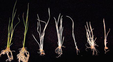 CRISPR modified rice. Penn State/Flickr. Some rights reserved