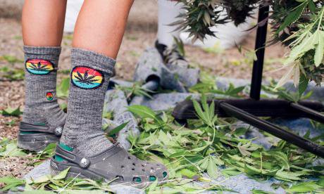 Cannabis-Trimmer-Wearing-Socks.jpg