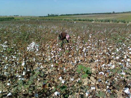 Uzbekistan&#39;s economically vital cotton fields have provided the basis for Uzbekistan&#39;s &#39;Asian vector&#39; 