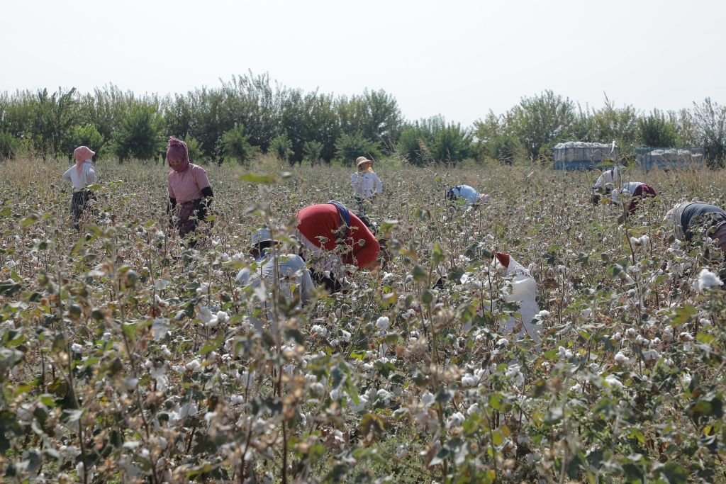 Child and forced labour: Systemic forced labour and child labour has come  to an end in Uzbek cotton