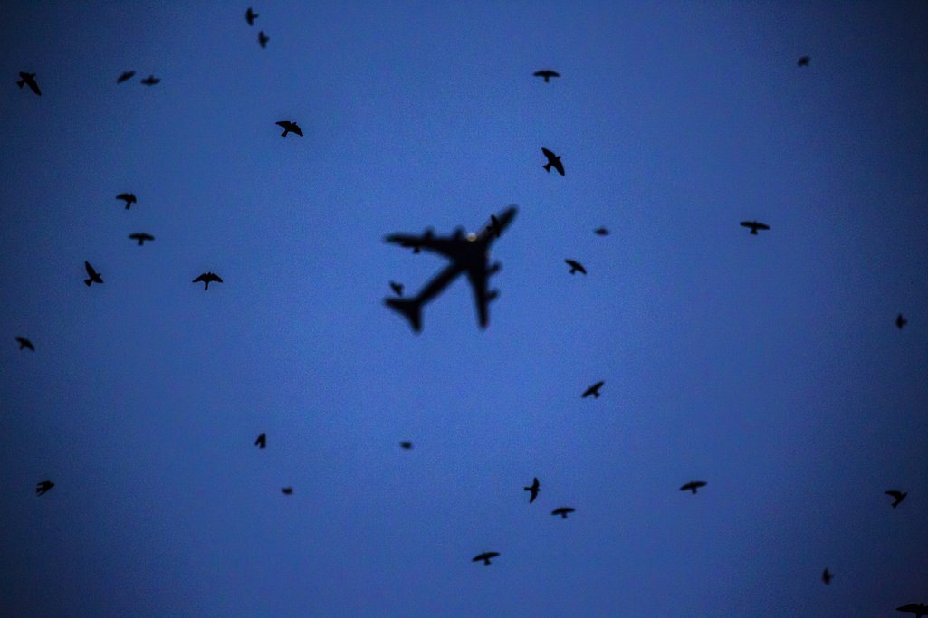 Un avión surca el cielo cerca de unas golondrinas azules.