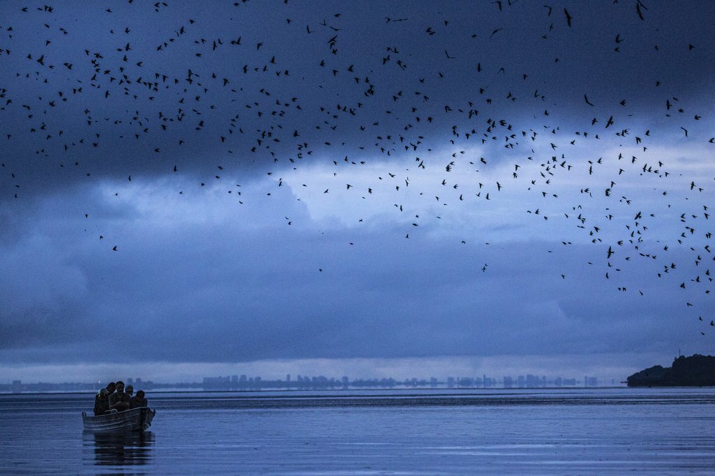Desde una barca, los científicos observan una bandada de golondrinas azules sobre el Río Negro, Amazonas