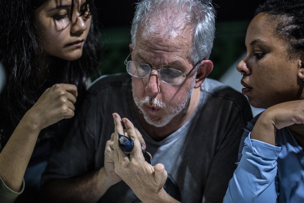 Mario Cohn-Haft, experto en aves del Instituto Nacional de Investigaciones del Amazonas, sopla en el pecho de una golondrina azul para examinarla.
