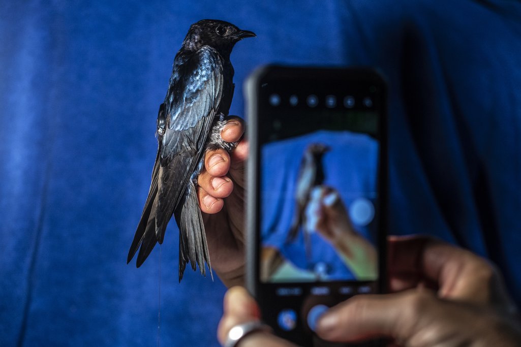 Un ejemplar de golondrina azul es retratado por los investigadores cerca de la isla de Comaru antes de ser liberado de nuevo