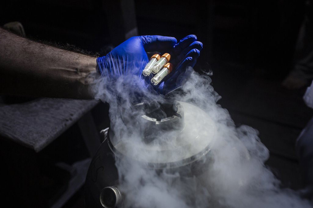 La mano del científico Romero Dario Melinski guarda en un tanque de hidrógeno muestras de material extraído de golondrinas azules para su estudio
