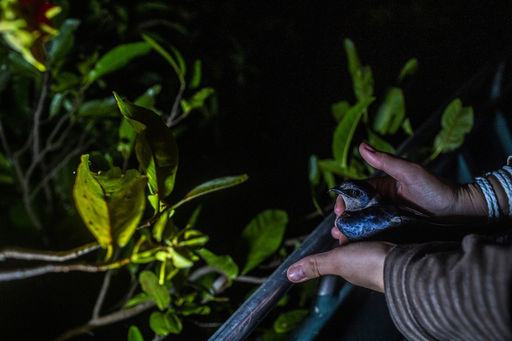 La investigadora Clarissa de Oliveira Santos suelta una golondrina azul después de haber tomado datos sobre ella