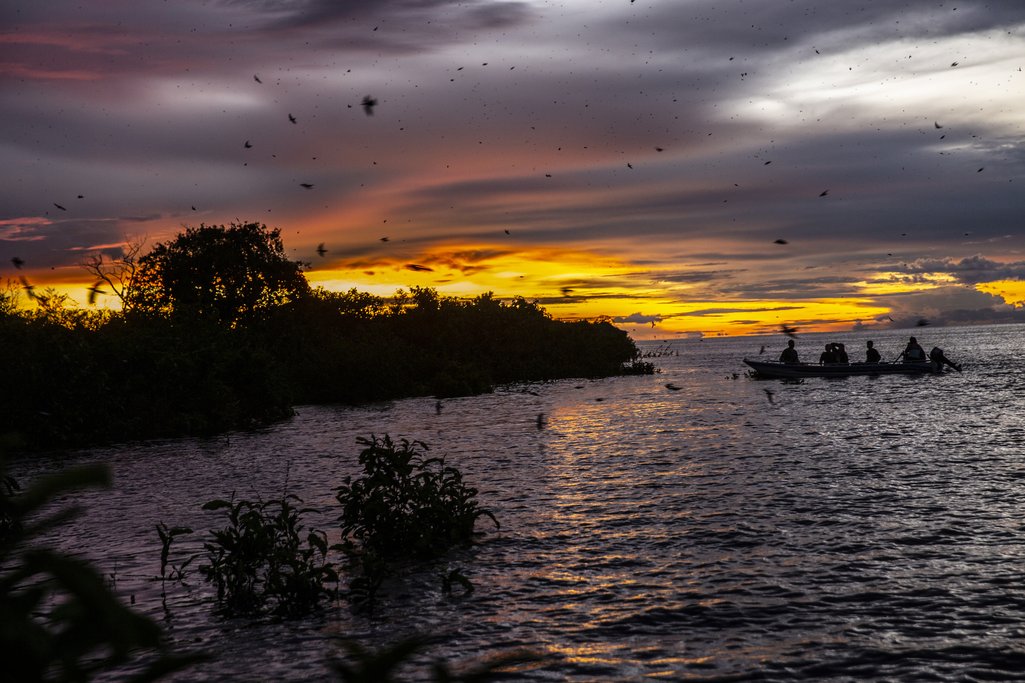 Los investigadores se acercan a la isla de Comaru en el Río Negro para observar a las golondrinas azules al atardecer
