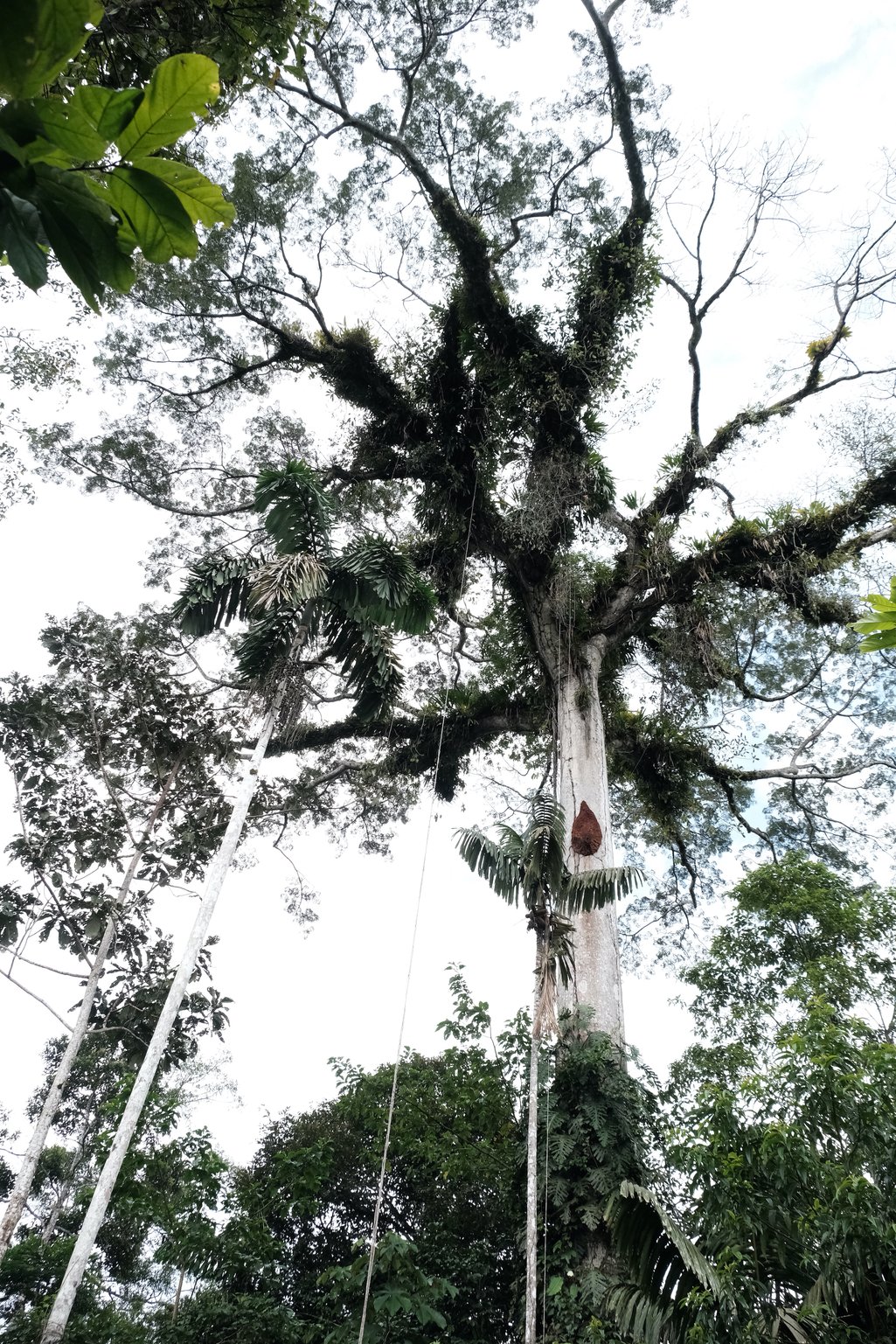 Mineras siguen devastando los bosques y ríos amazónicos del Napo  ecuatoriano | openDemocracy