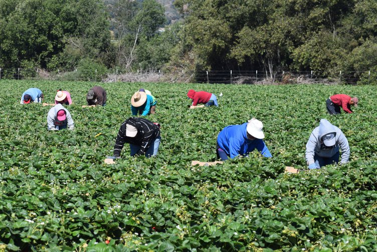 “Essential” immigrant farmworkers struggle to feed themselves during ...