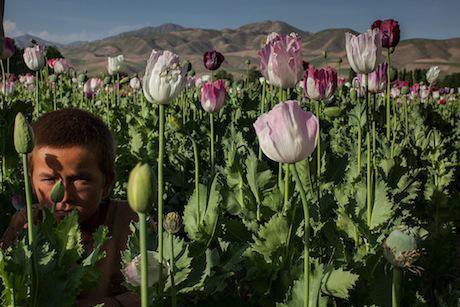 Poppy cultivation in Badakhshan, Afghanistan. Getty Images / Paula Bronstein. All rights reserved. 