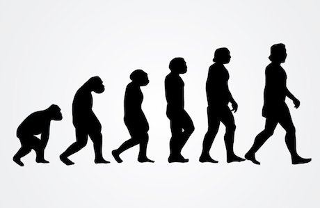 Human evolution. Flickr:. Some rights reserved.png
